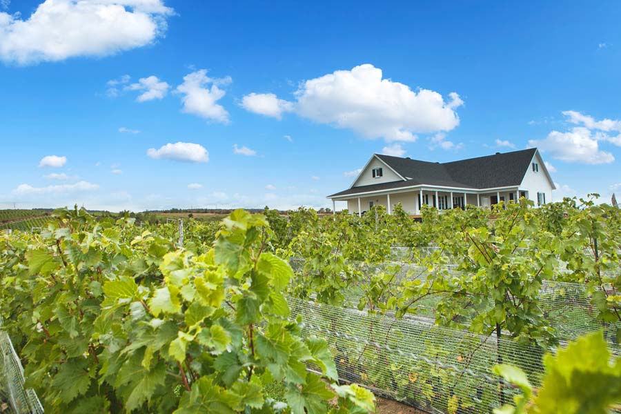 Vignoble Domaine L'Ange Gardien – photo 8, L’Ange-Gardien