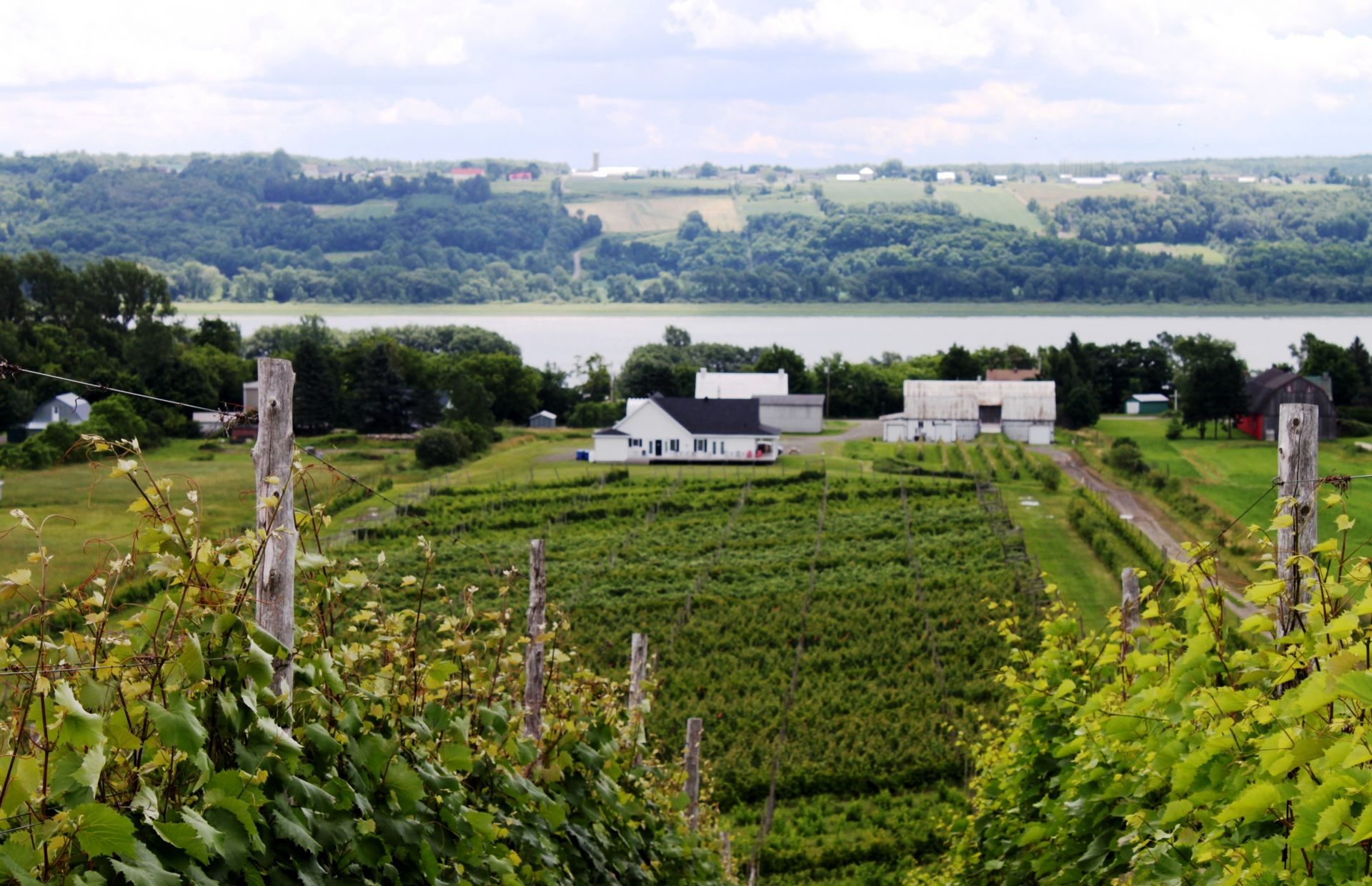Vignoble Domaine L'Ange Gardien – photo 10, L’Ange-Gardien